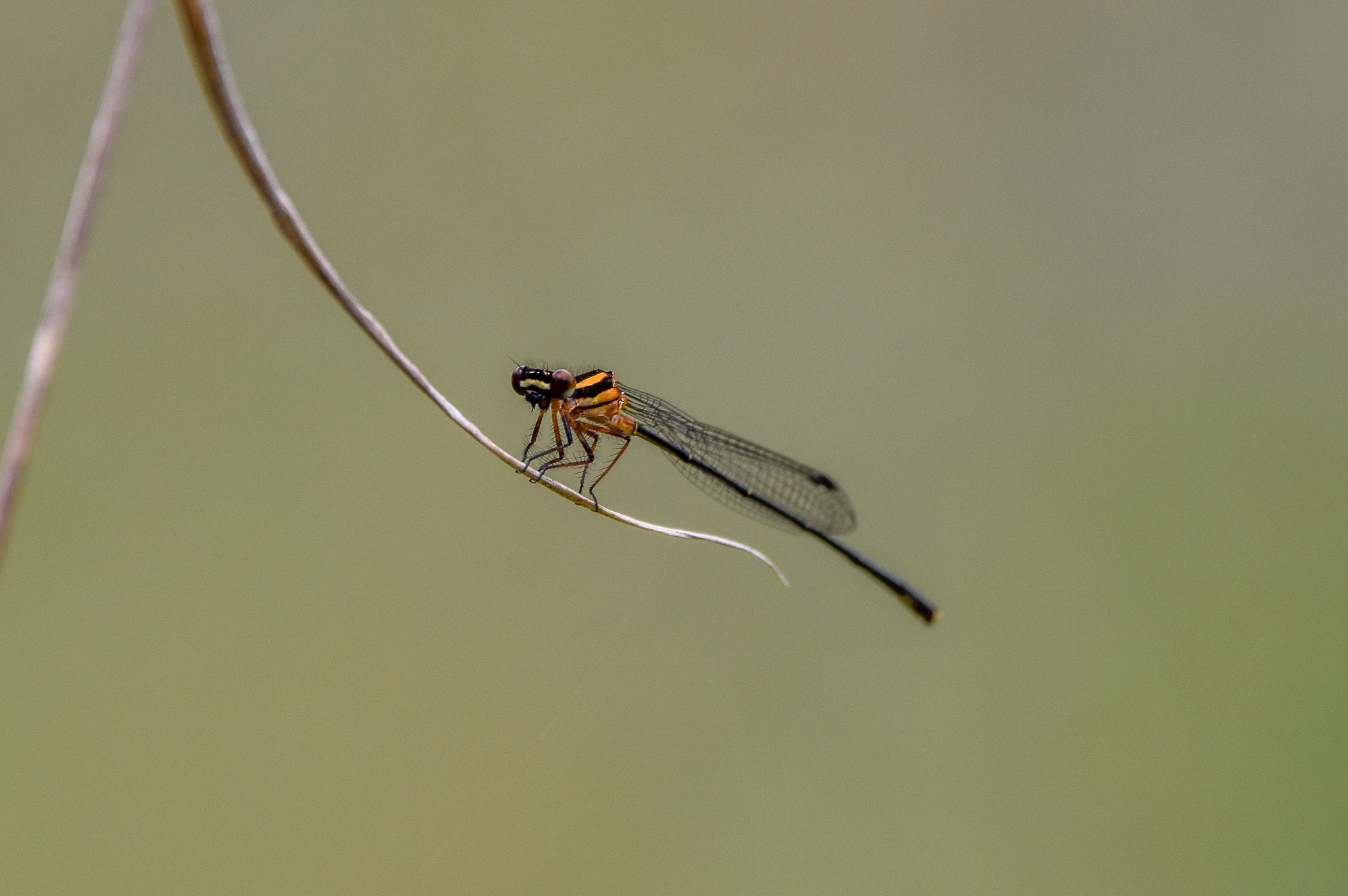 Orange Threadtail
