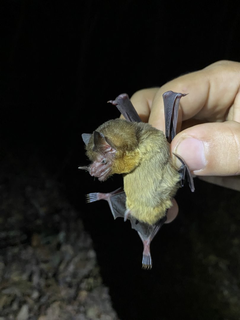 Orange-throated Bat (Lampronycteris brachyotis)