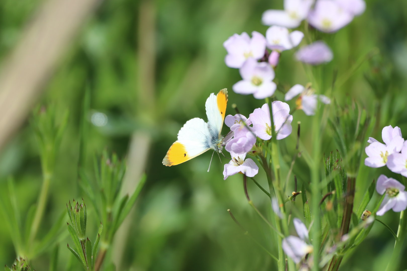 Orange-tip (Anthocharis cardamines)