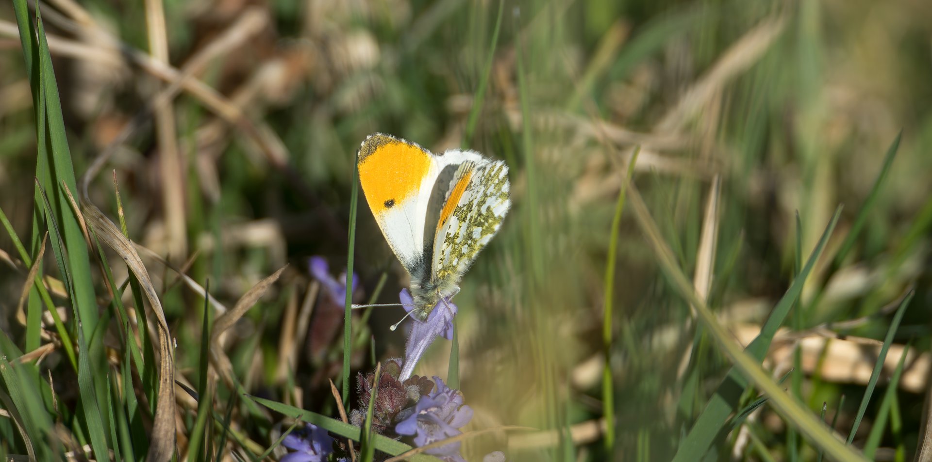 Orange tip butterfly (wild) UK