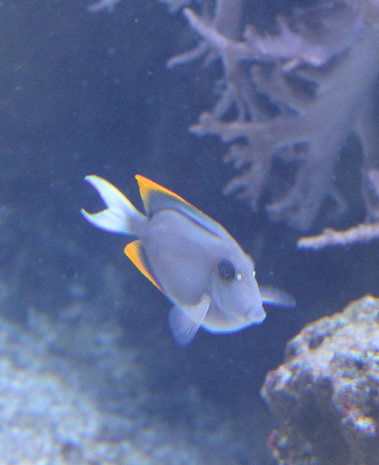 Orange-tipped bristle tooth