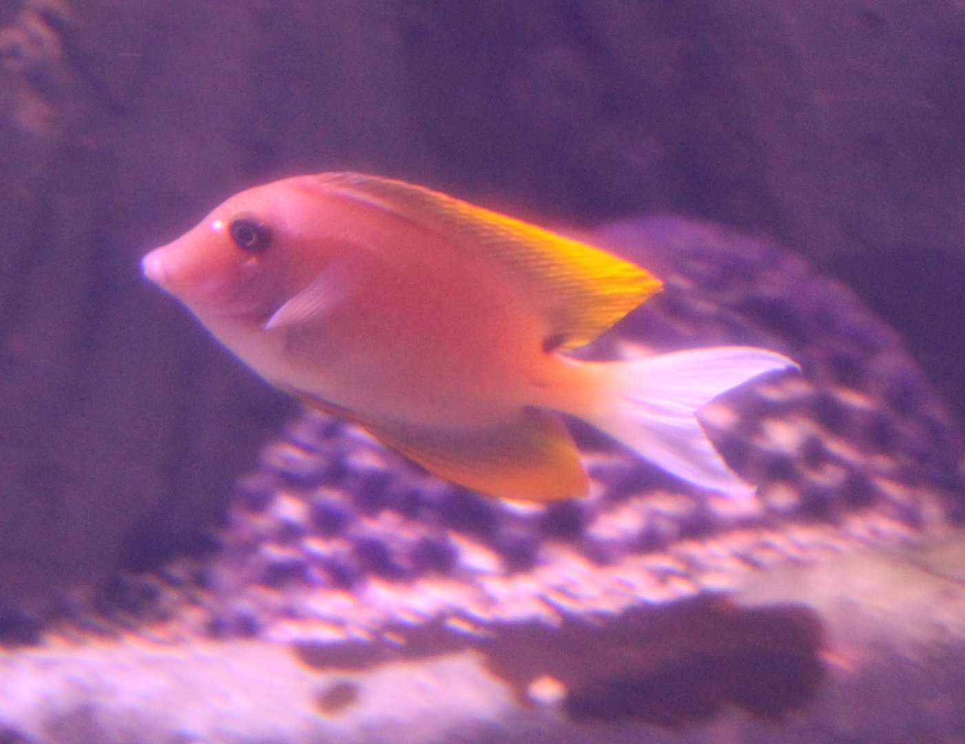 Orange-tipped bristletooth