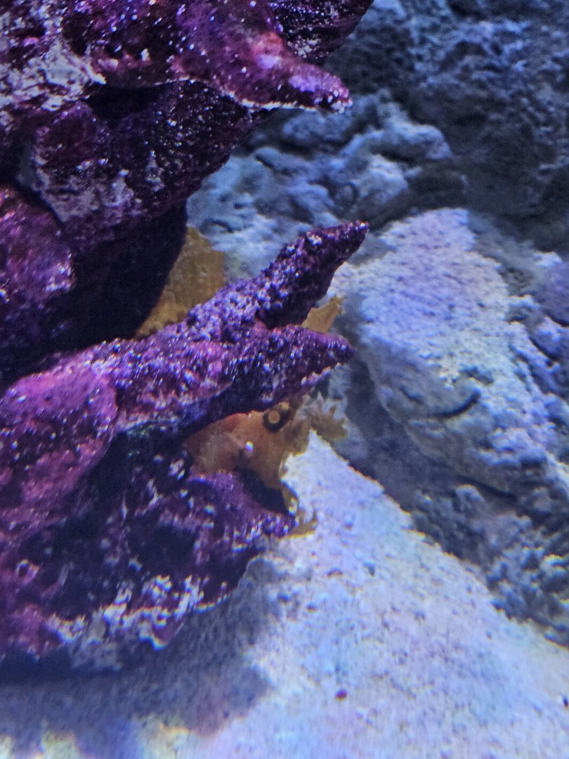 Orange Weedy Scorpionfish