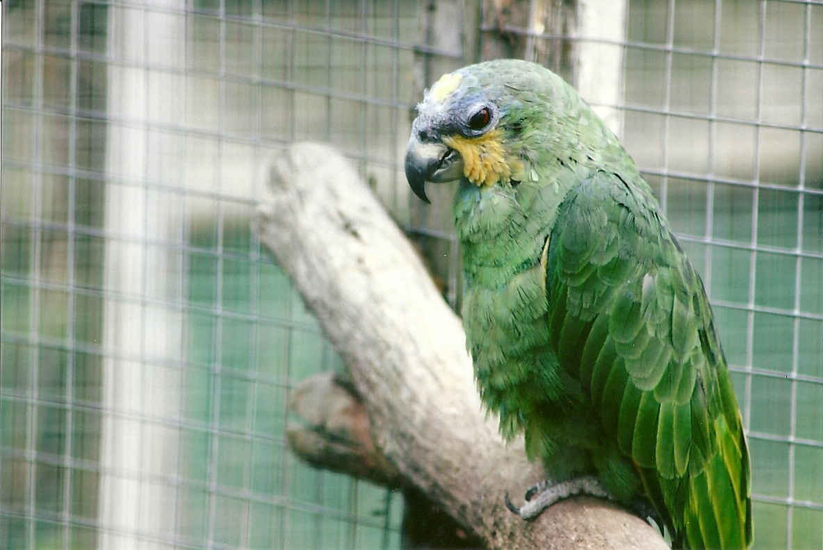 Orange-winged Amazon 11th September 2012