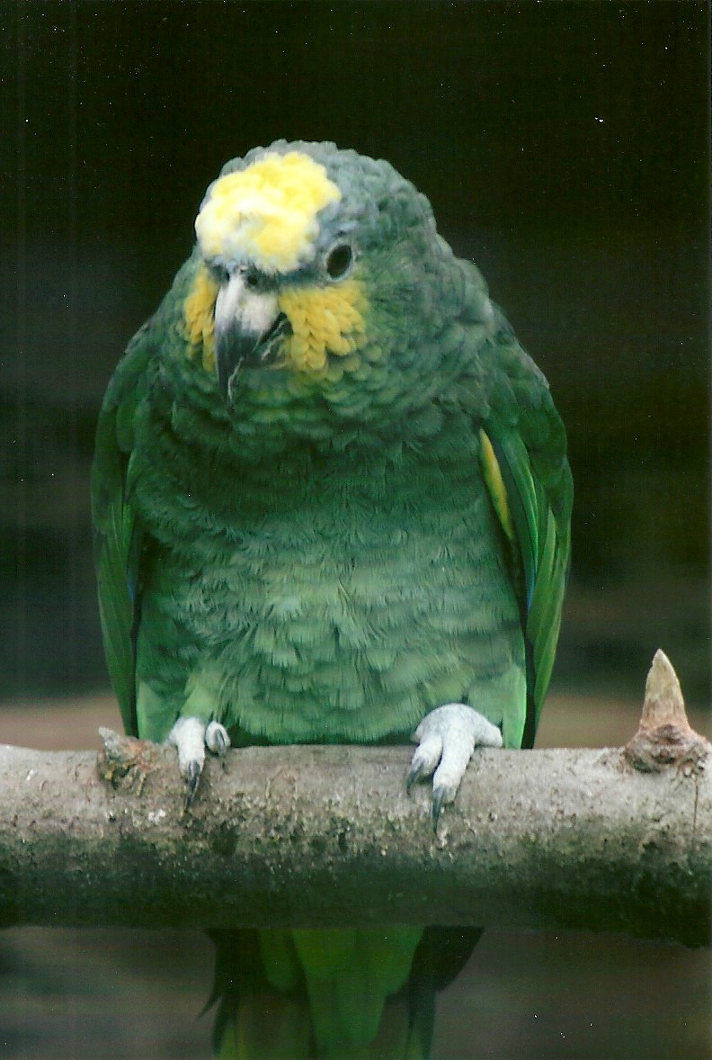 Orange-winged Amazon 13th September 2012