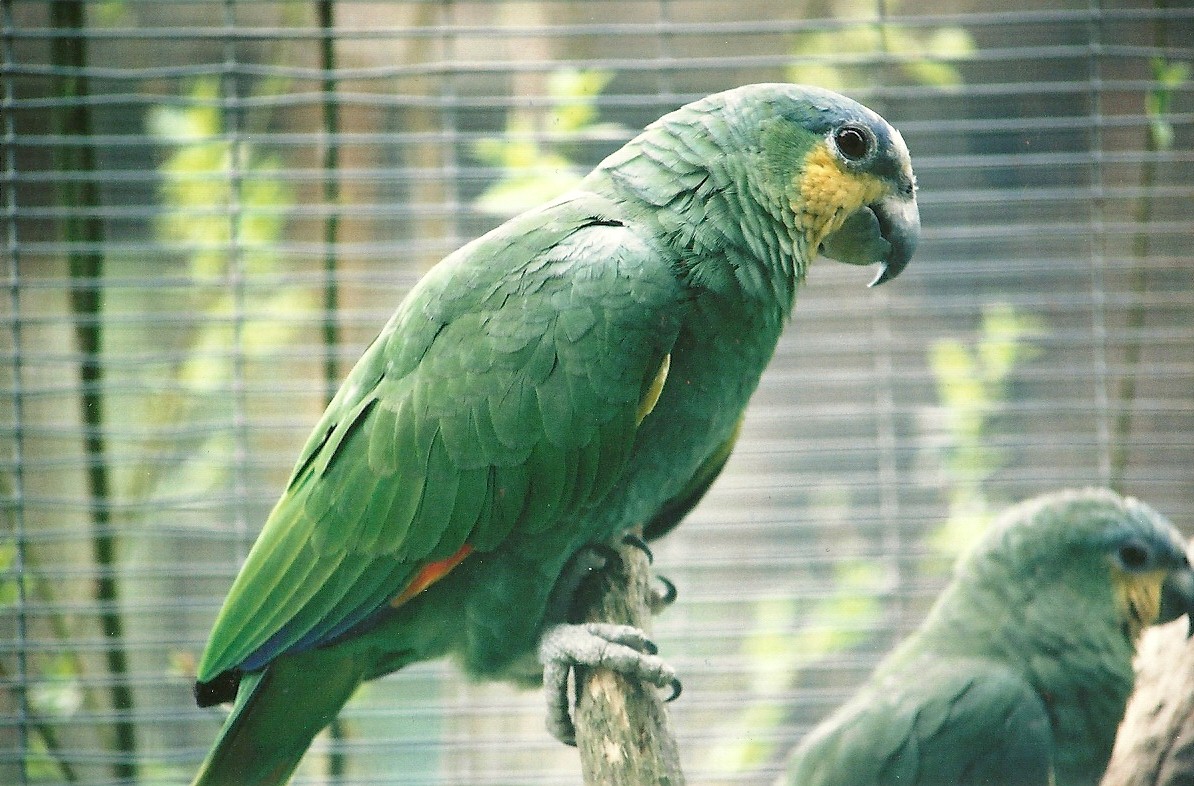 Orange-winged Amazon 16th April 2004