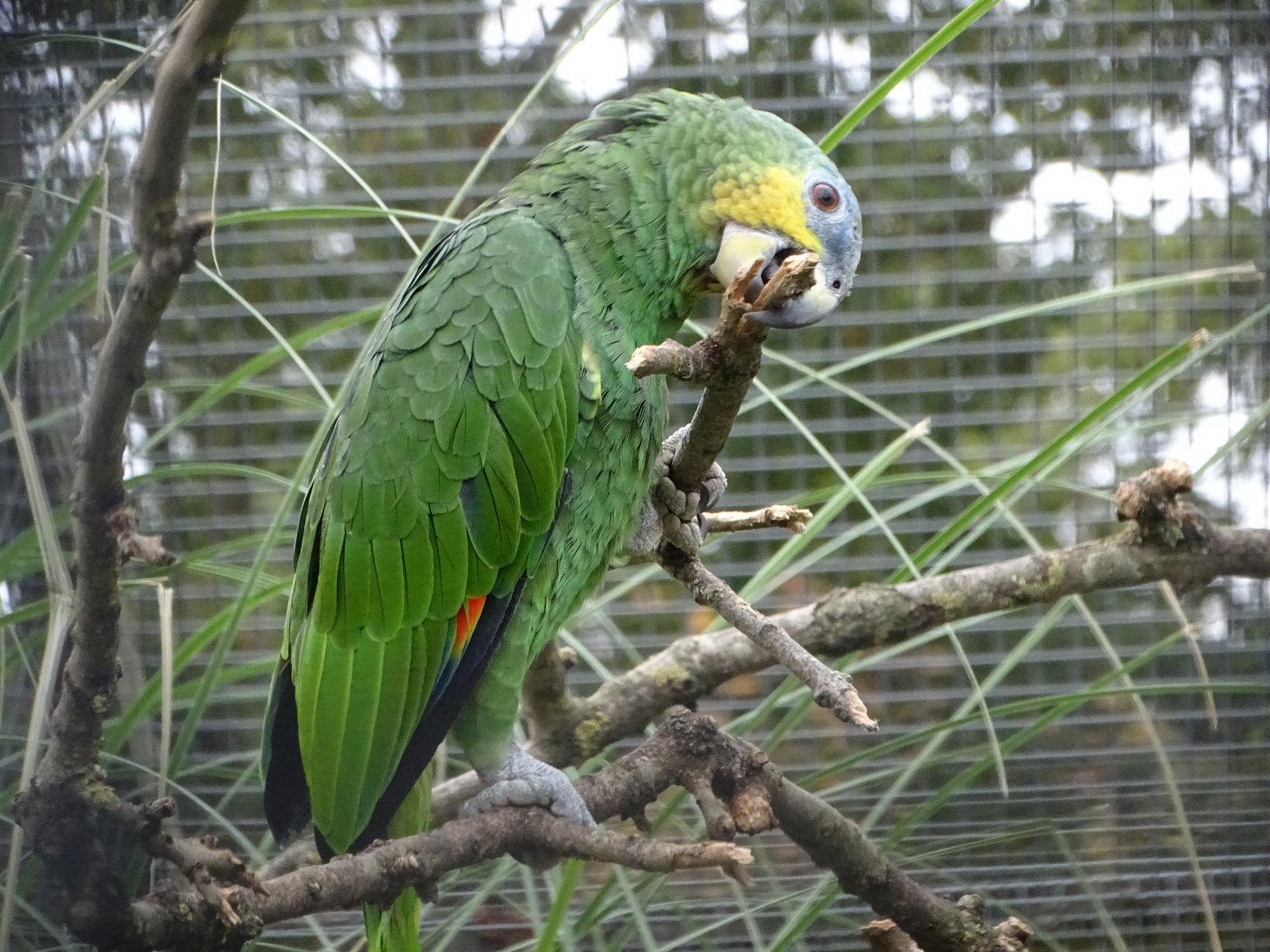 Orange-winged Amazon, 16th October 2025