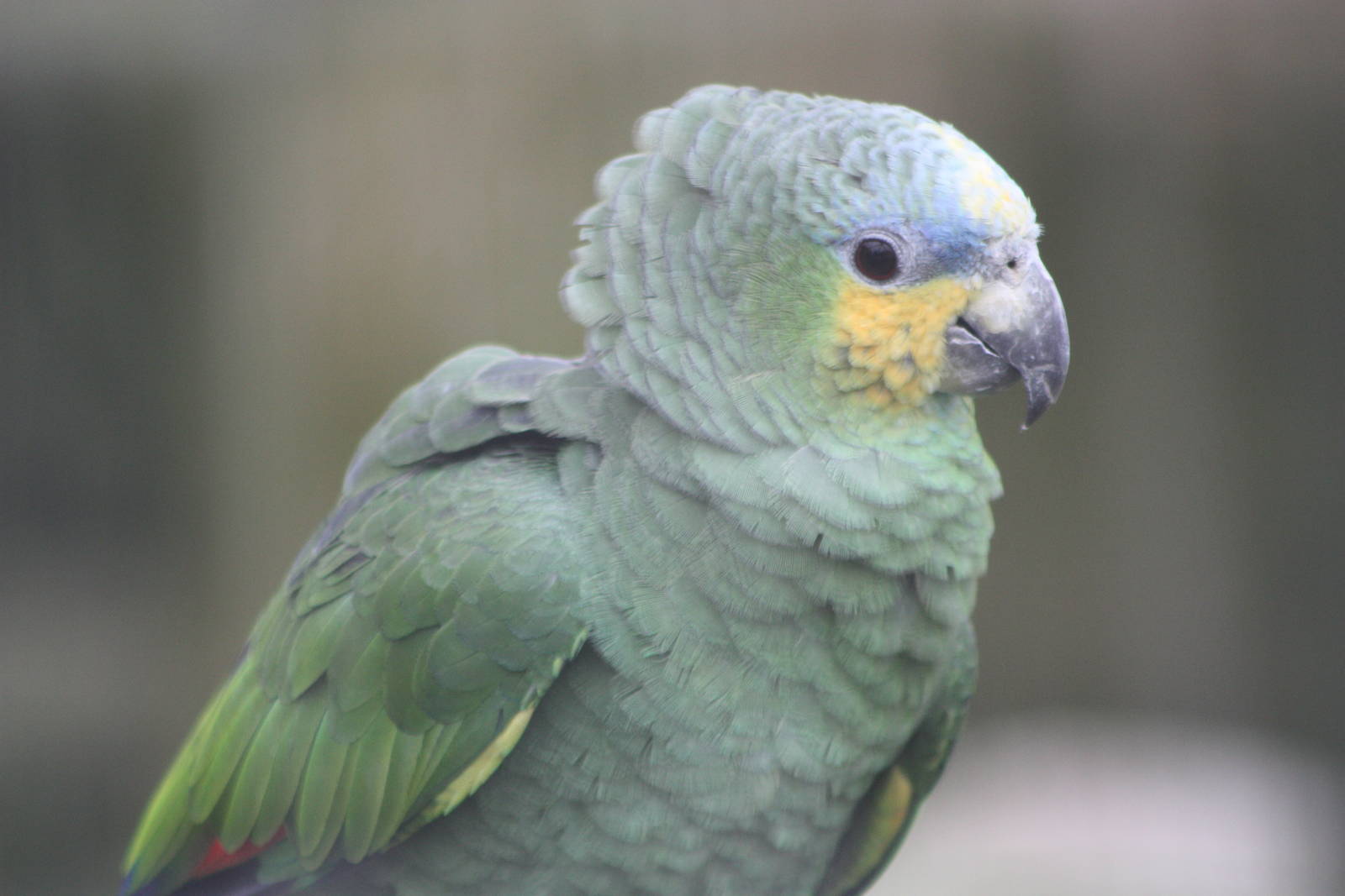 Orange-winged Amazon, 18th February 2015