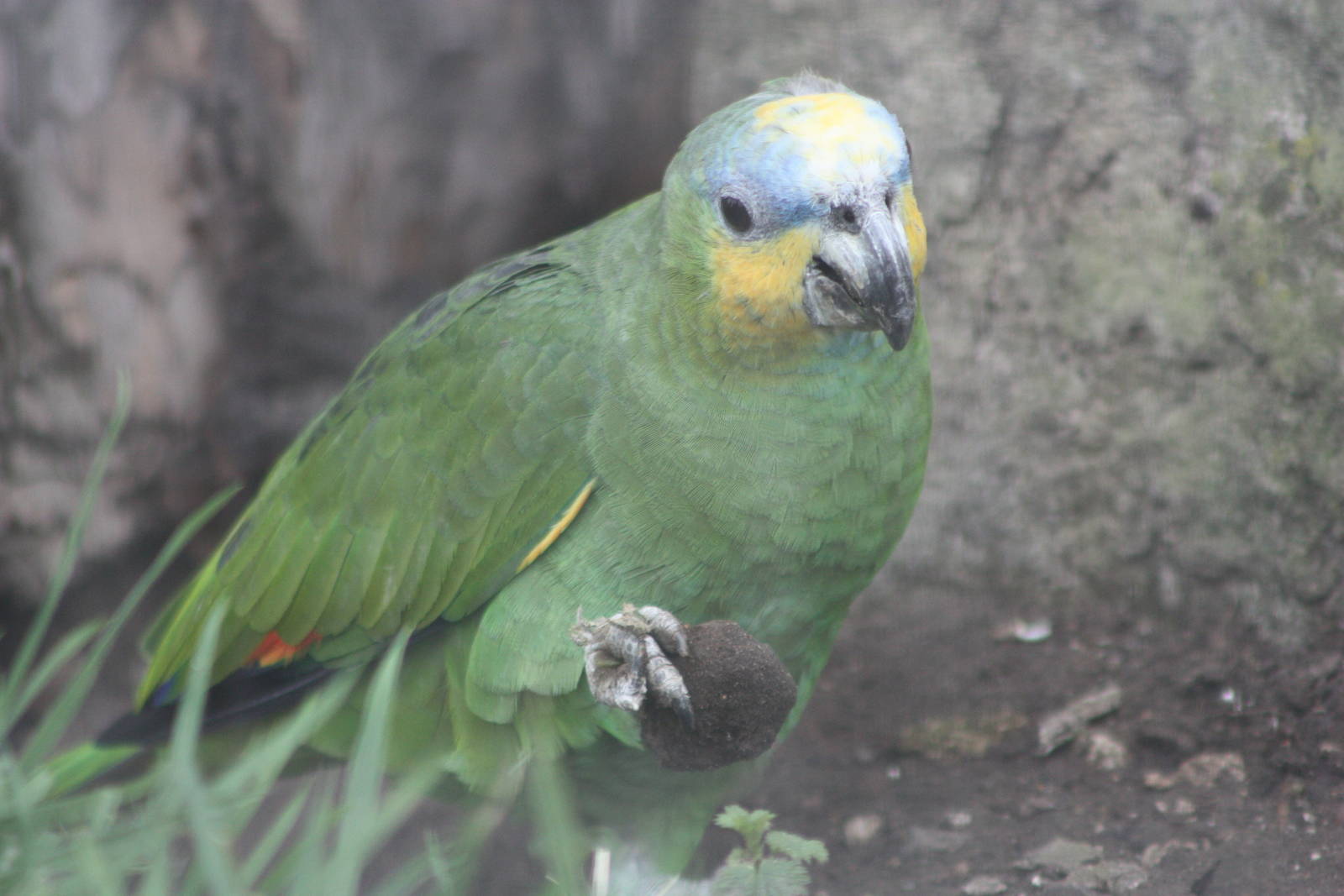 Orange-winged Amazon, 18th February 2015