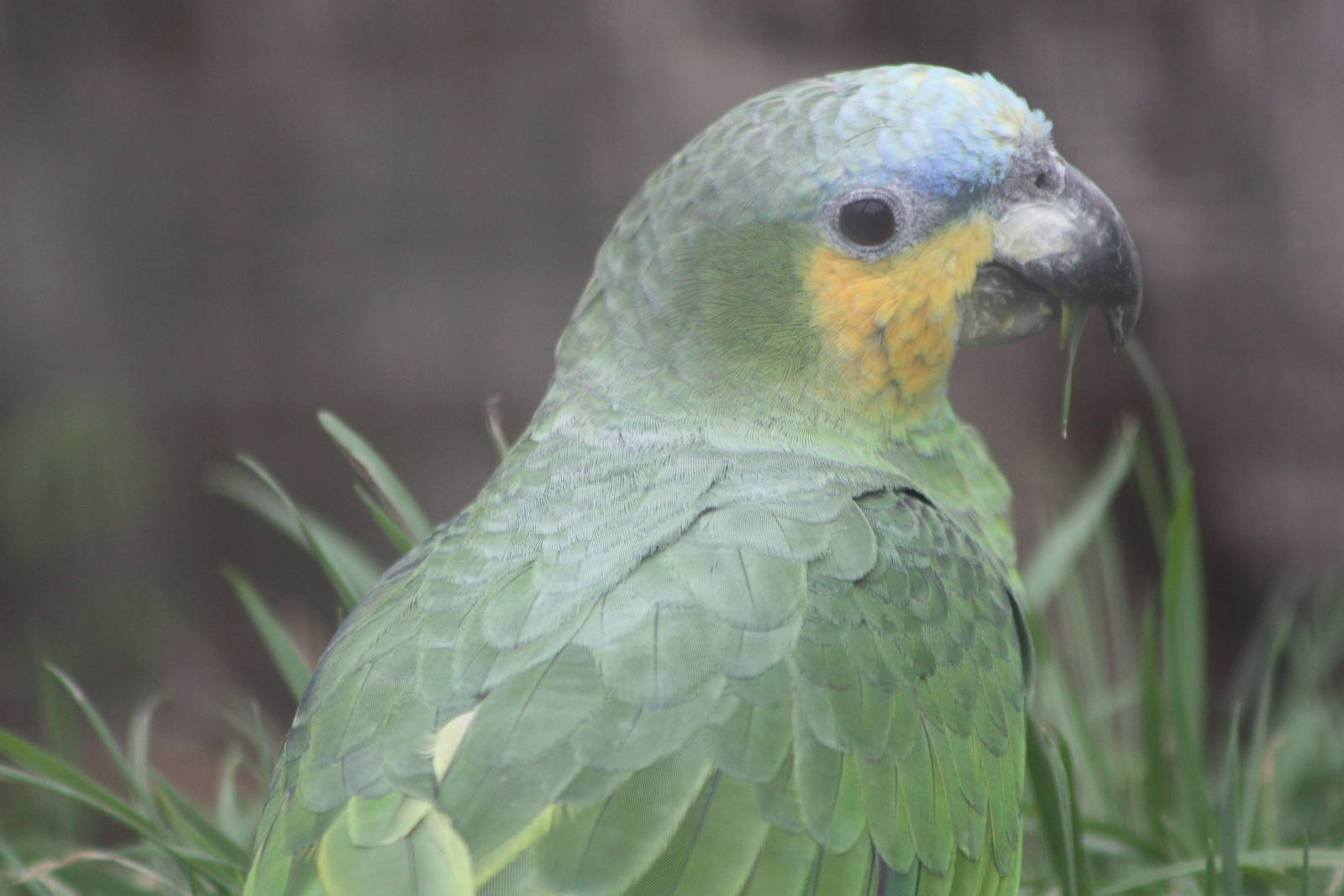 Orange-winged Amazon, 18th February 2015