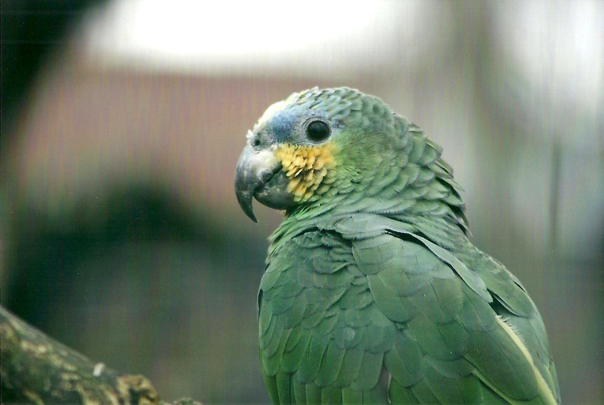Orange-winged Amazon 1st November 2012