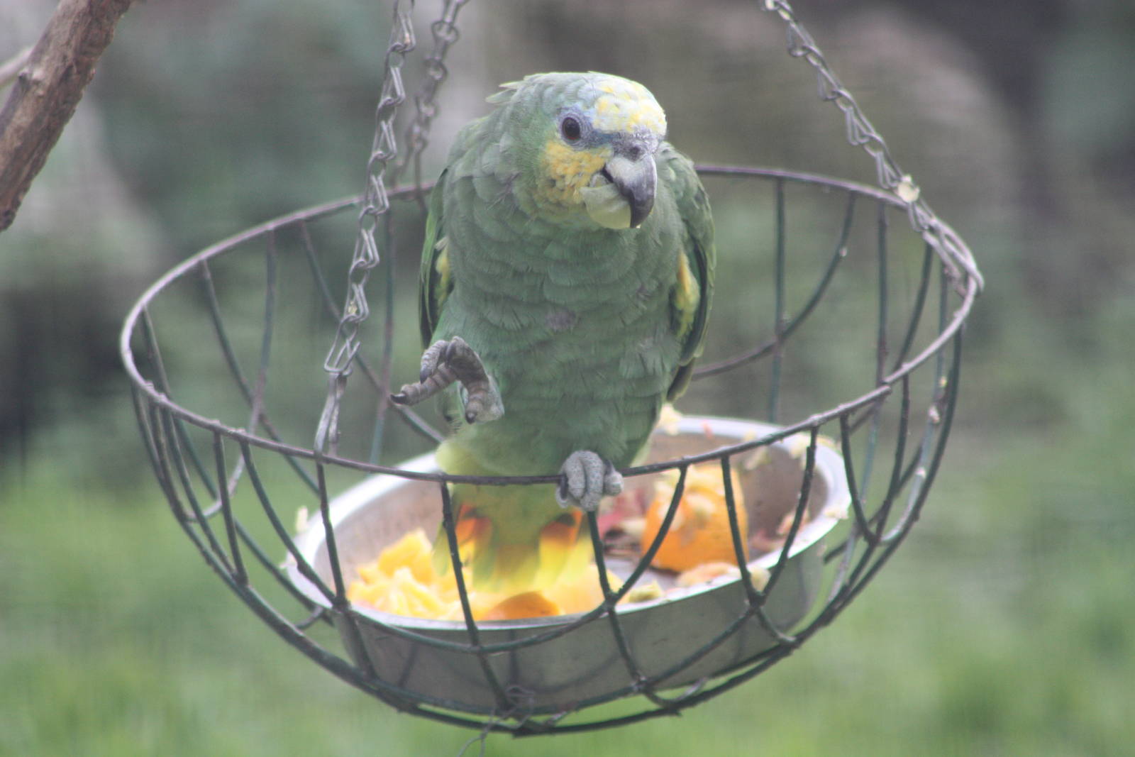 Orange-winged Amazon, 1st September 2014