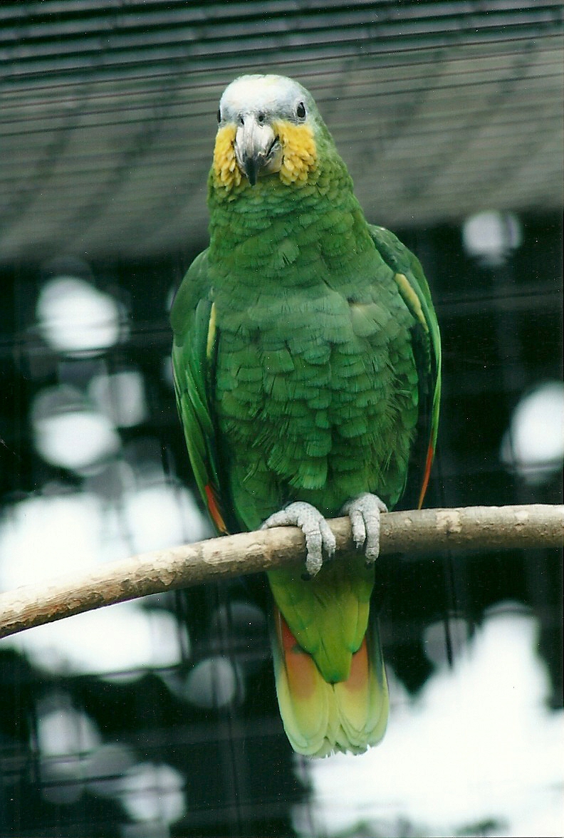 Orange-winged Amazon 20th May 2013