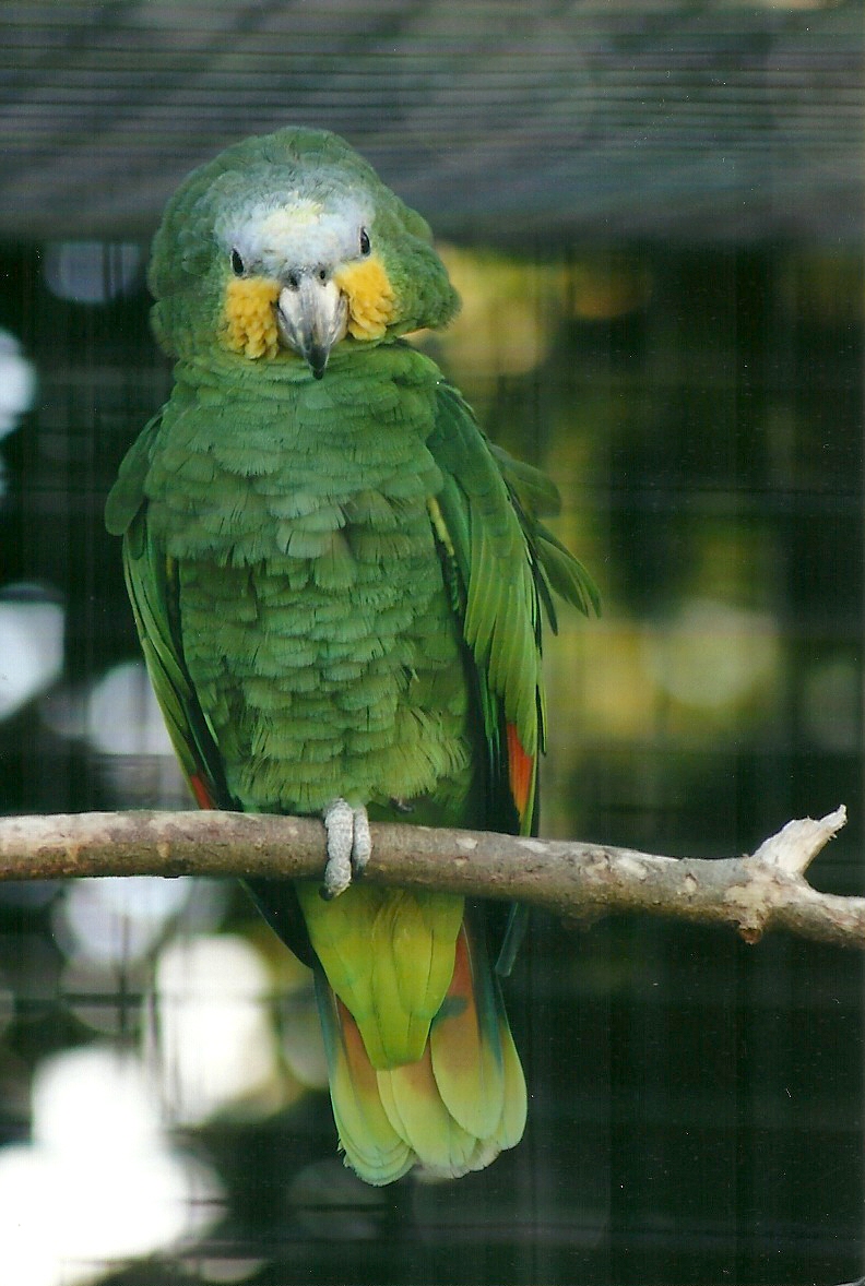 Orange-winged Amazon, 21st May 2013