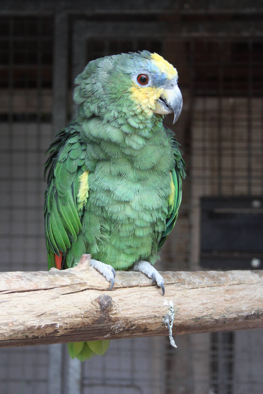 Orange-winged Amazon, 23rd September 2014