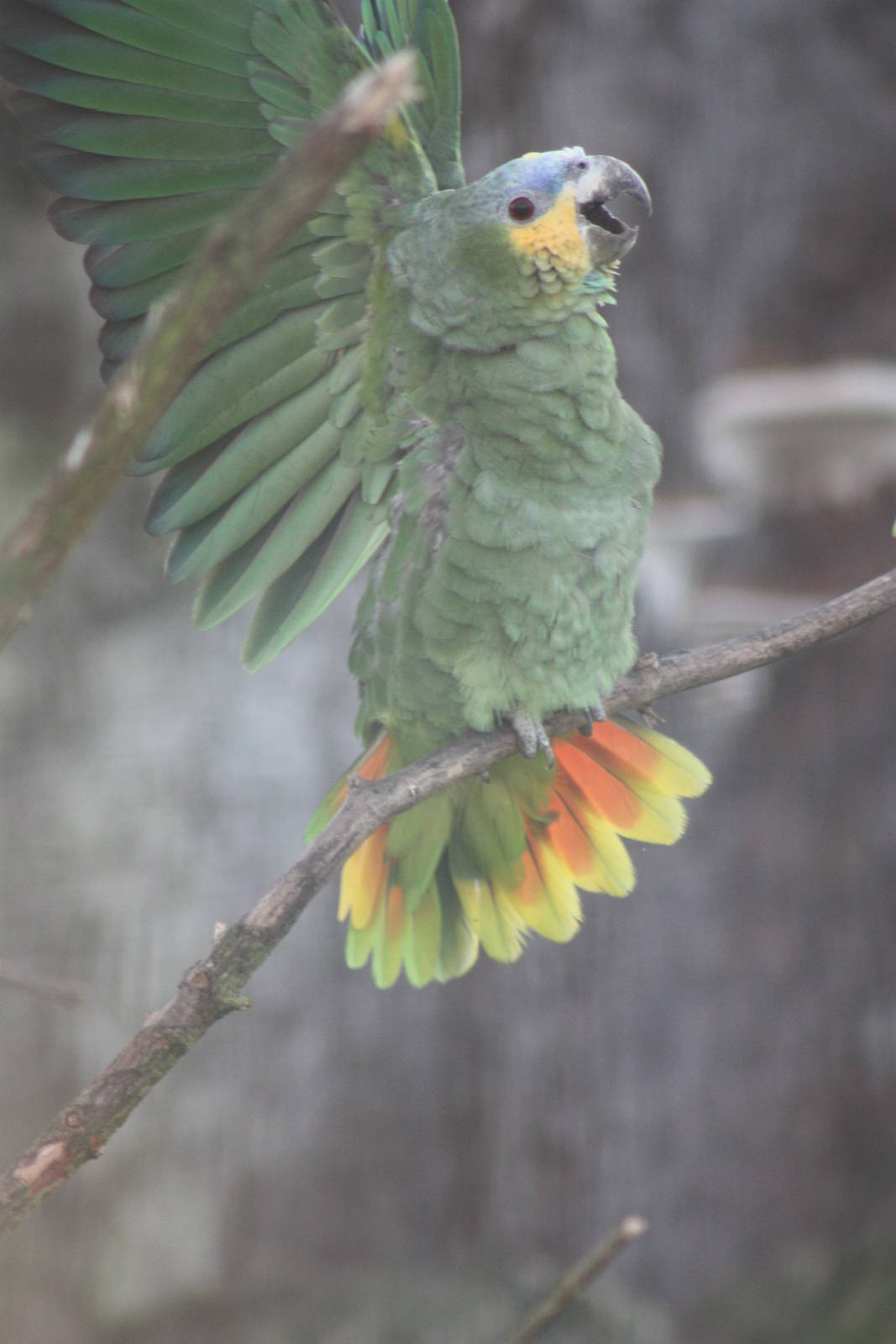 Orange-winged Amazon, 30th December 2014