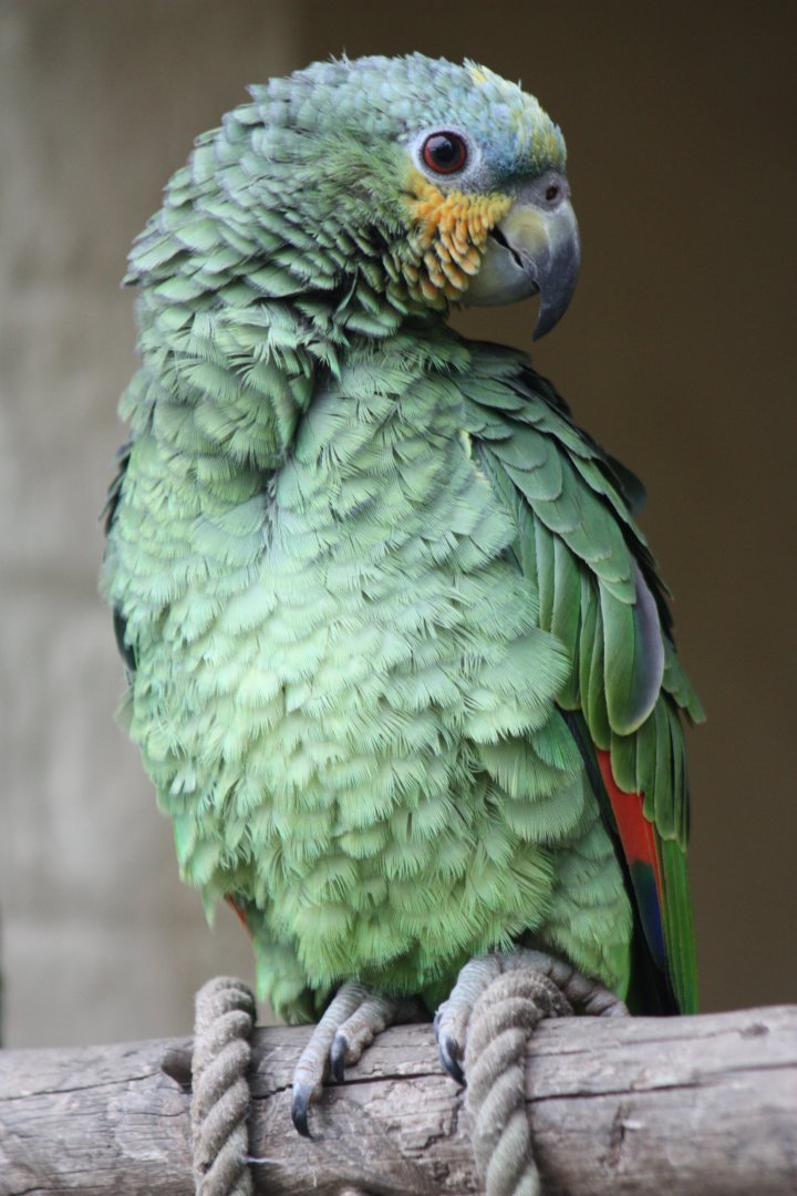 Orange-winged Amazon, 30th October 2016