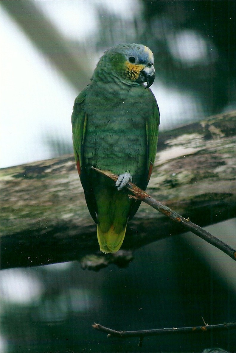Orange-winged Amazon 4th January 2013