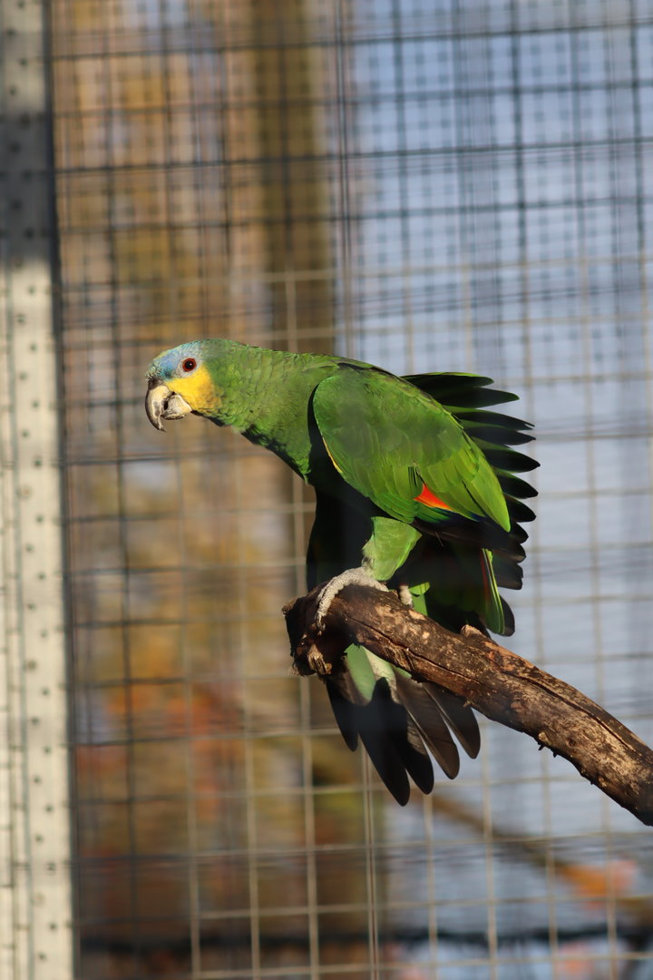 Orange-winged amazon - 8 November 2022