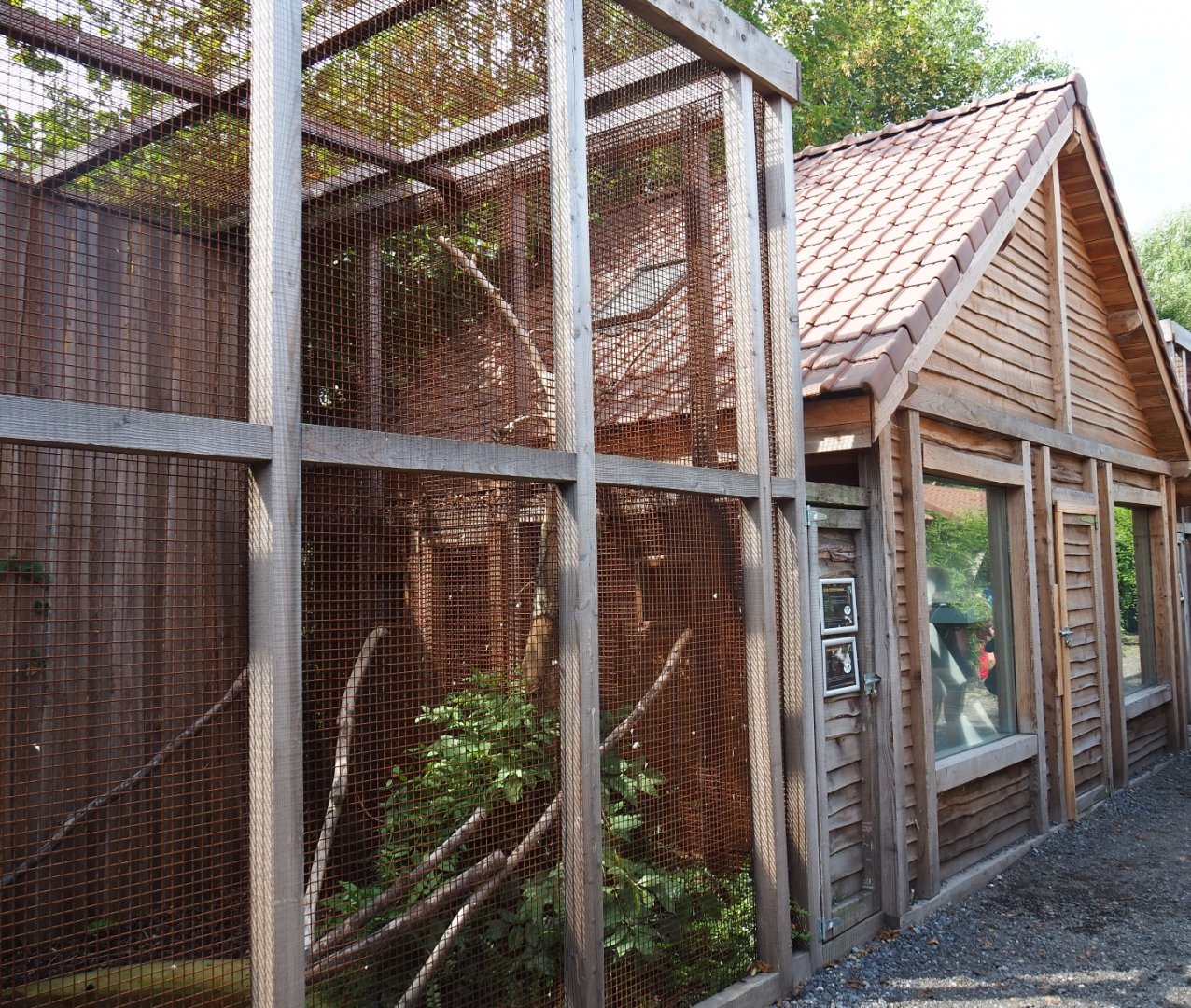 Orange-winged amazon - African grey parrot aviary and parrot house