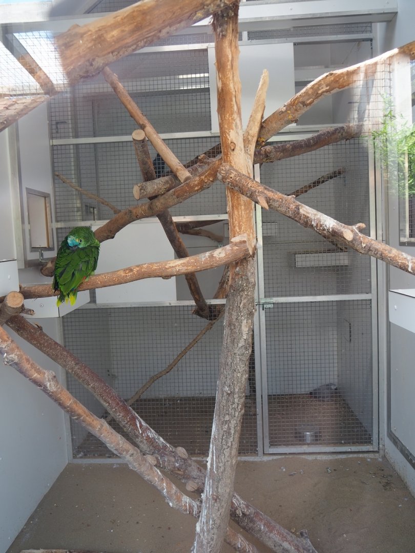 Orange-winged amazon - African grey parrot indoor housing