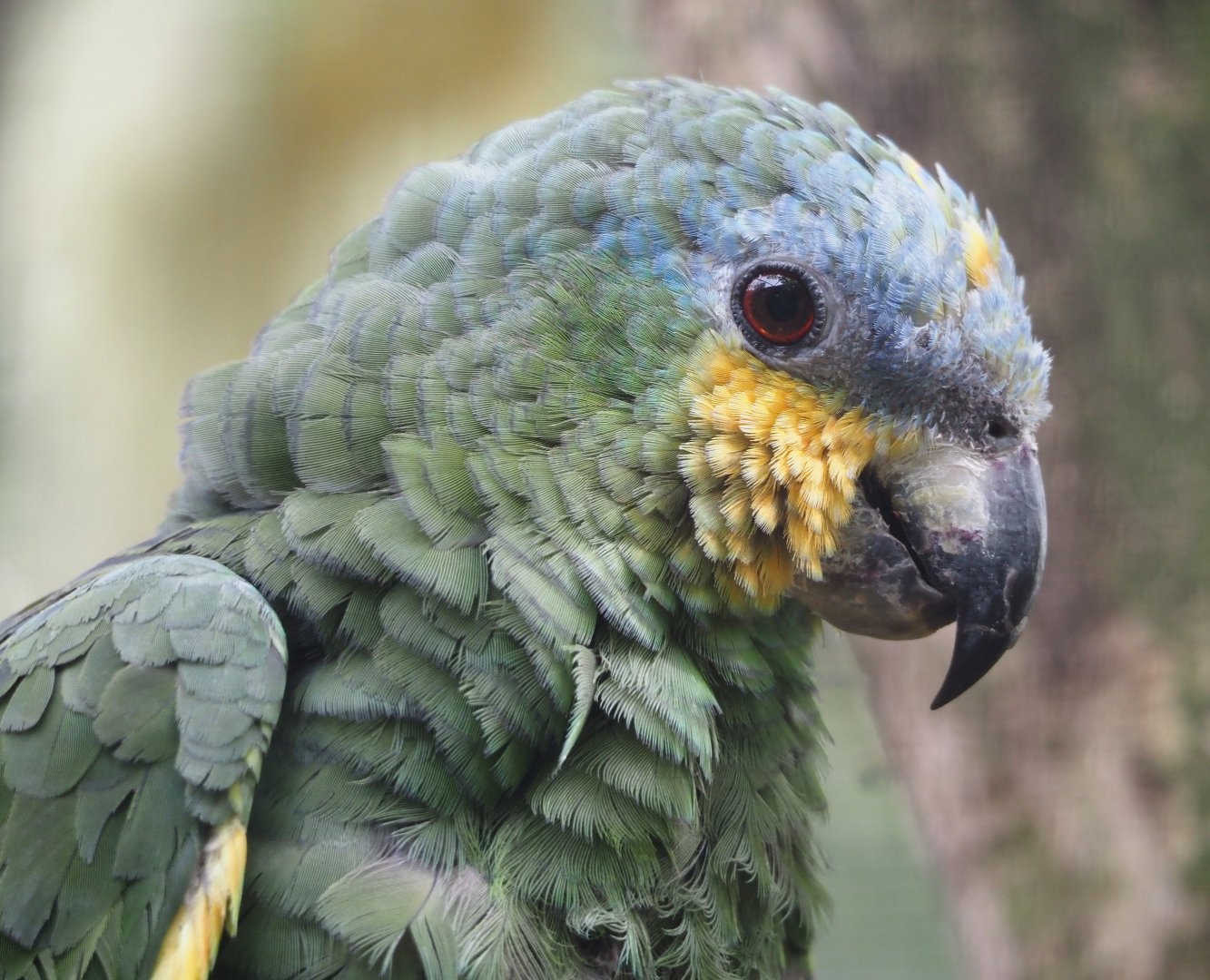 Orange-winged amazon (Amazona amazonica), 2024-04-14