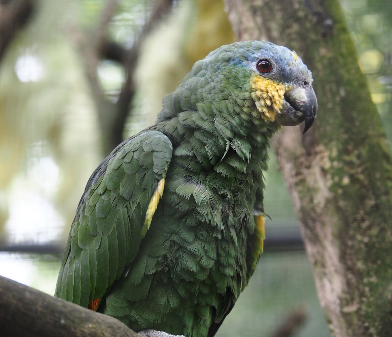Orange-winged amazon (Amazona amazonica), 2024-04-14