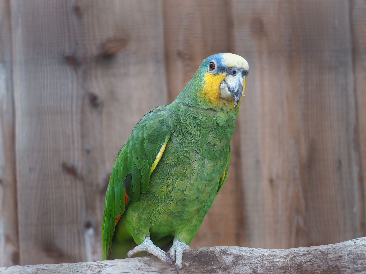 Orange-winged amazon (Amazona amazonica)