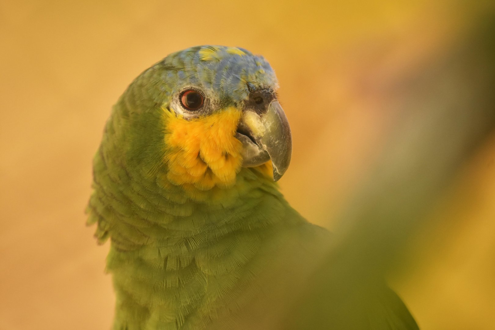 Orange-winged amazon (Amazona amazonica)