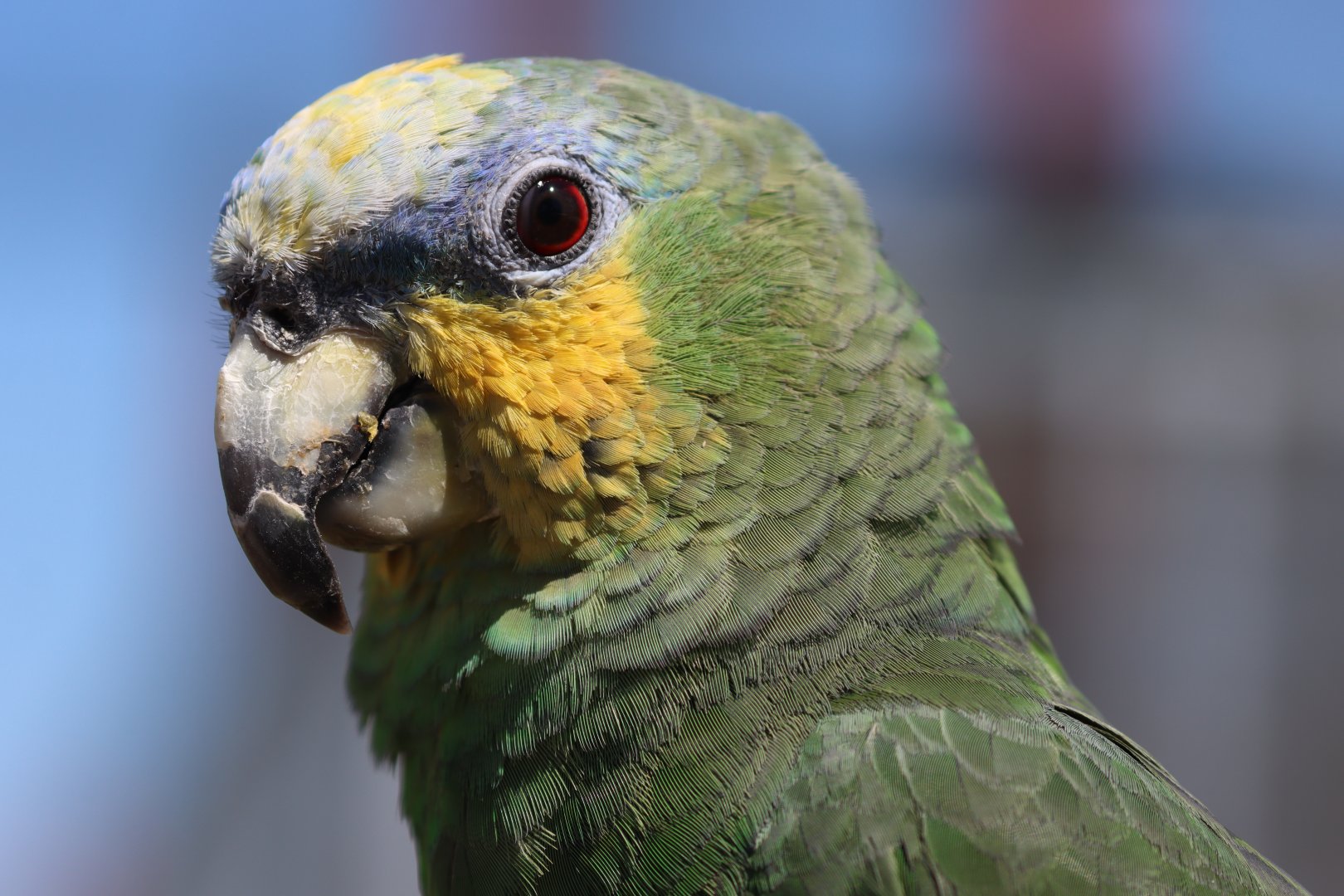 Orange-winged amazon (Amazona amazonica)
