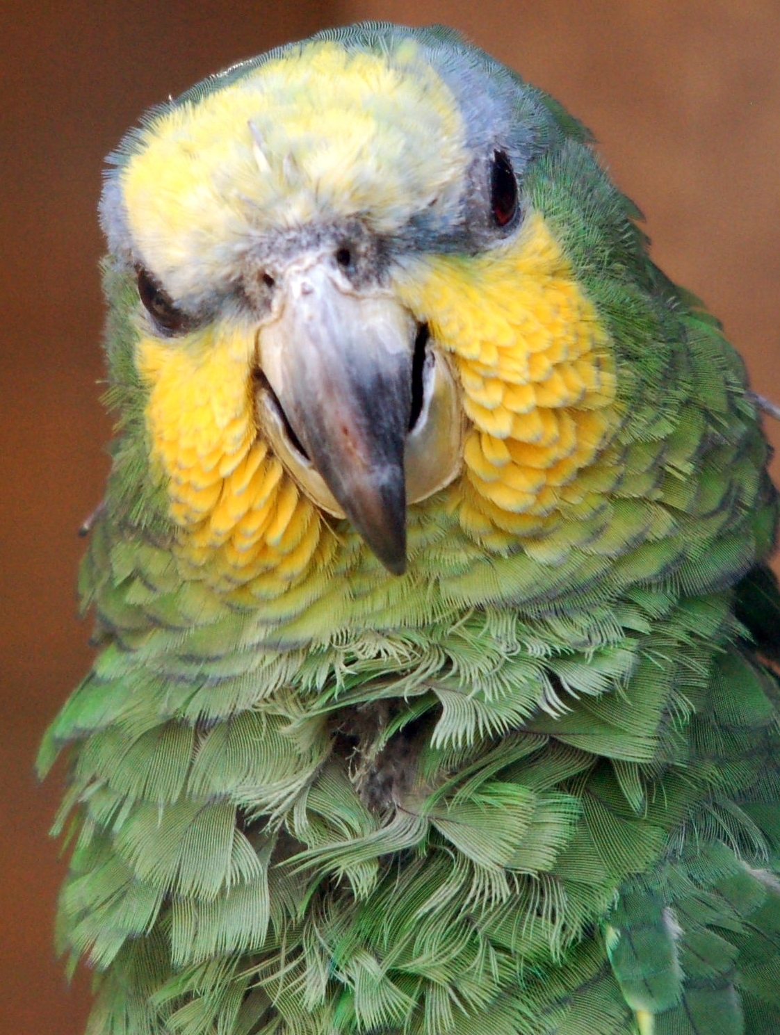 Orange-winged Amazon - Amazona amazonica