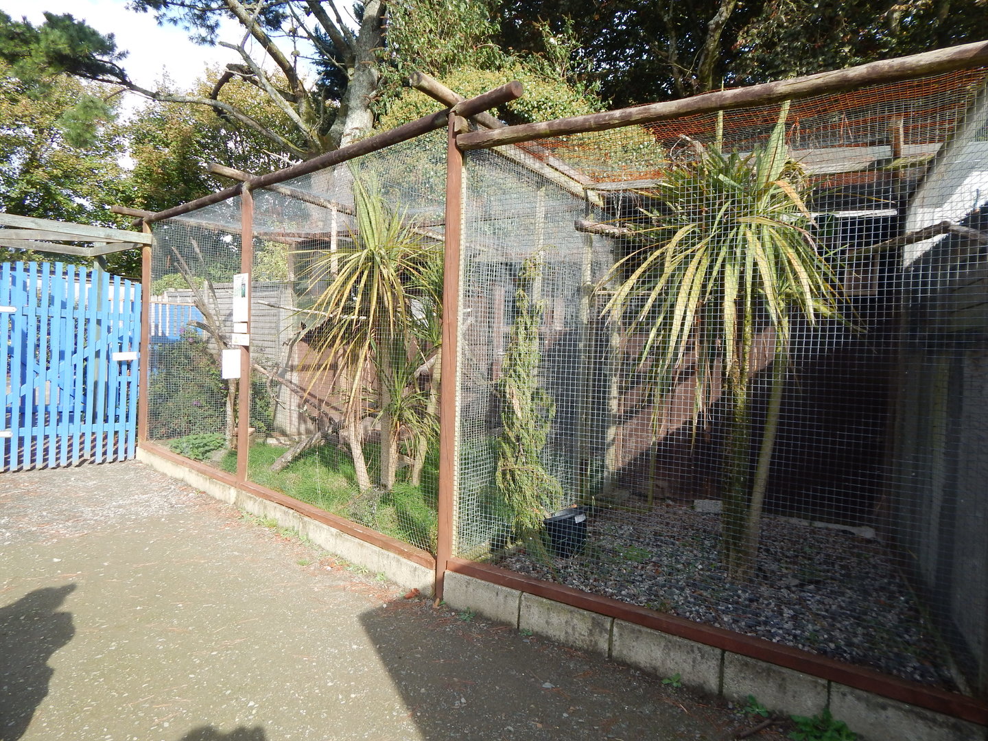 Orange-winged amazon aviary 151022