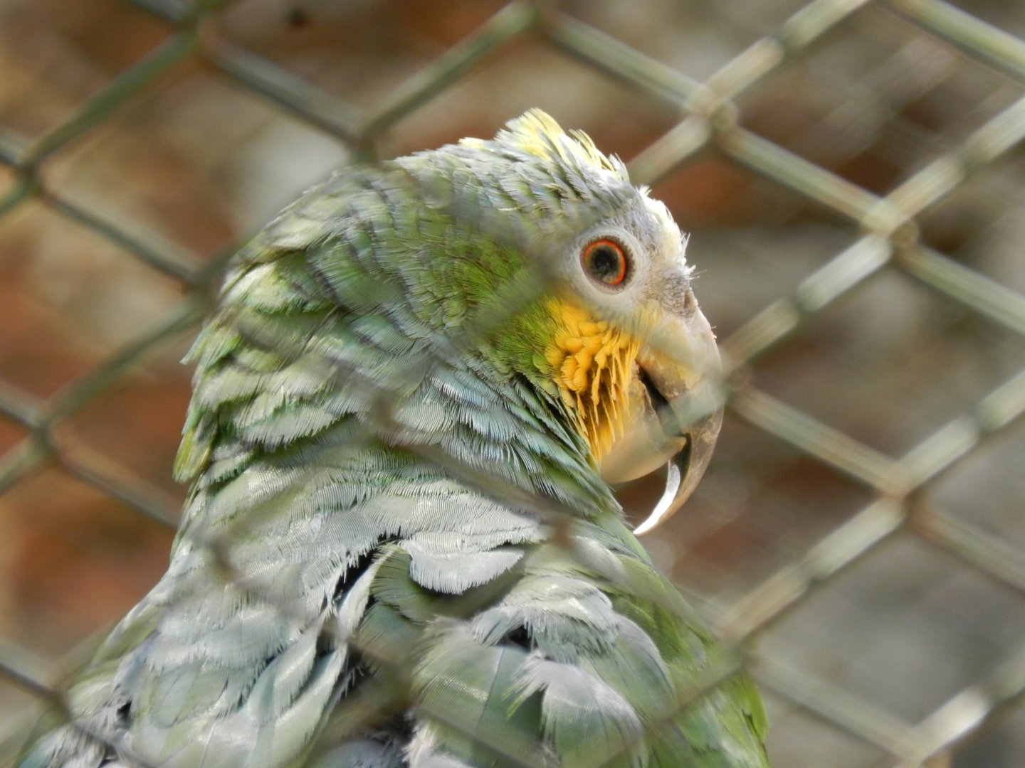 Orange-winged amazon - Campinas zoo (BDJ)