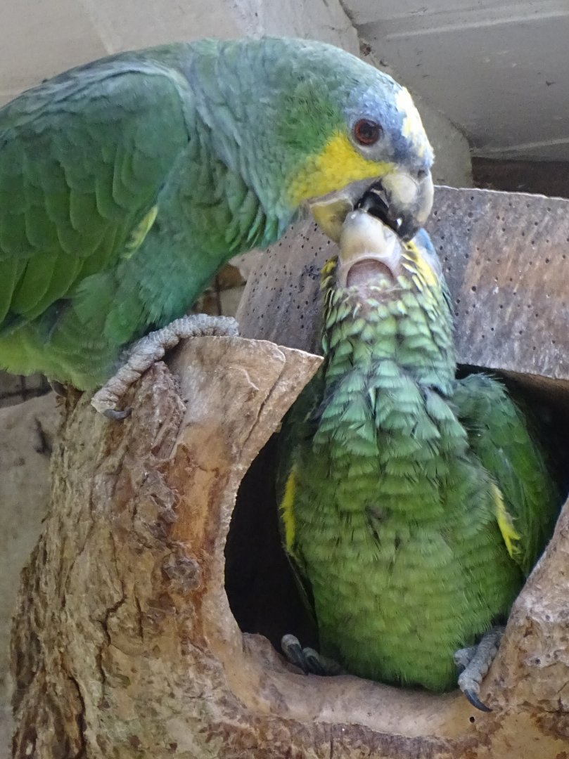 Orange-winged Amazon chick being fed, 17th August 2024