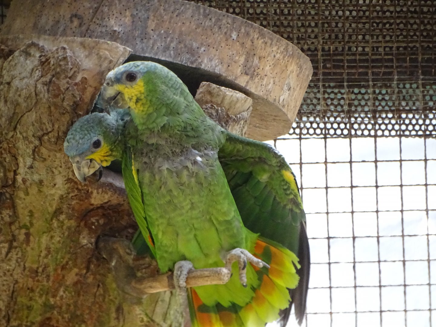 Orange-winged Amazon chick's first day looking at the outside world, 17th August 2024