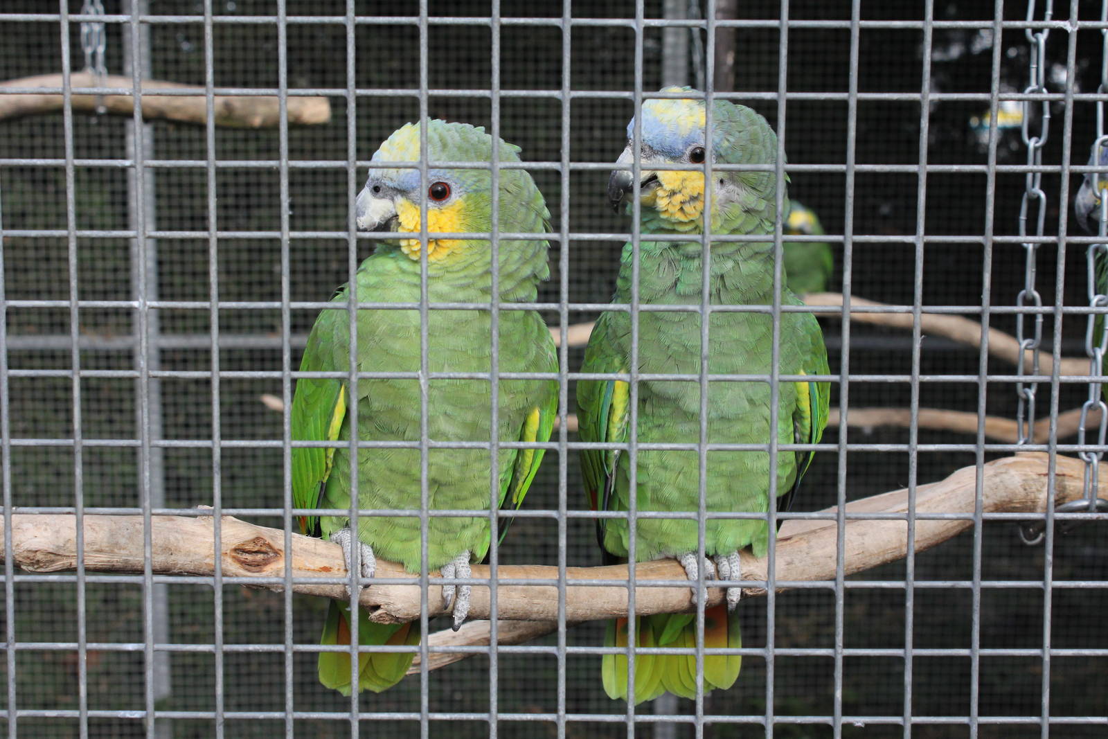 Orange winged Amazon parrot. 2-4-15