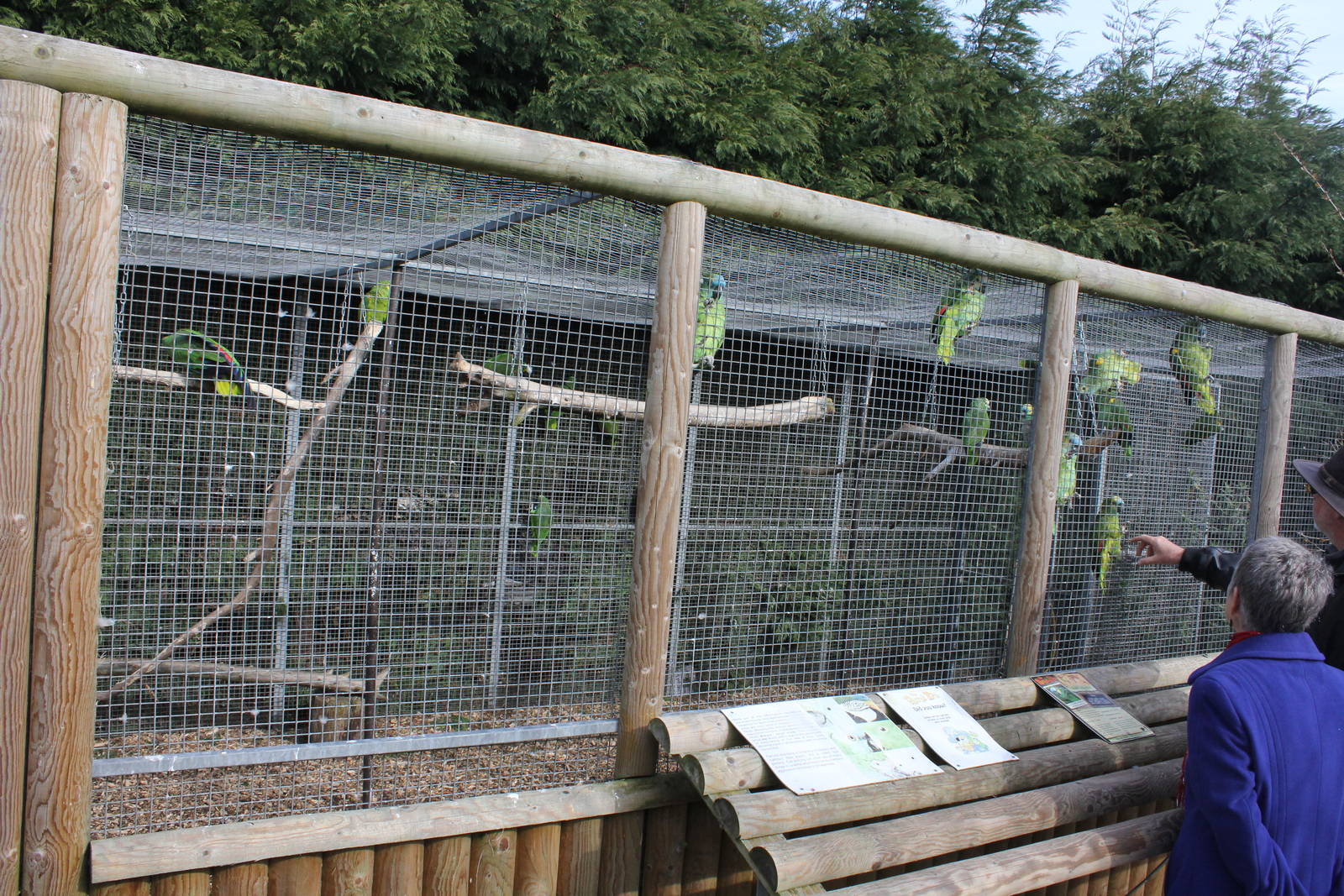 Orange winged amazon parrot aviary 2-4-15