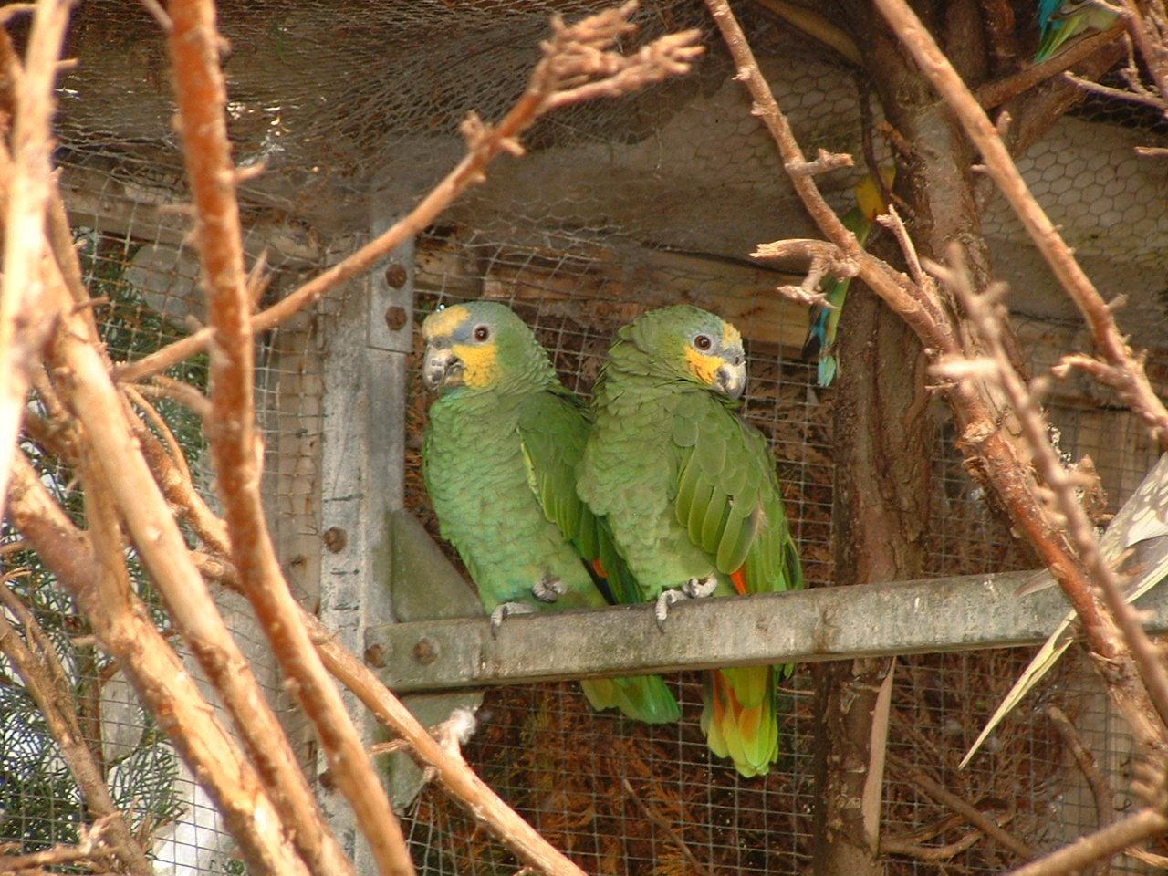 Orange-winged Amazon Parrot - Earnley Butterflies, Birds and Beasts - Nr Ch