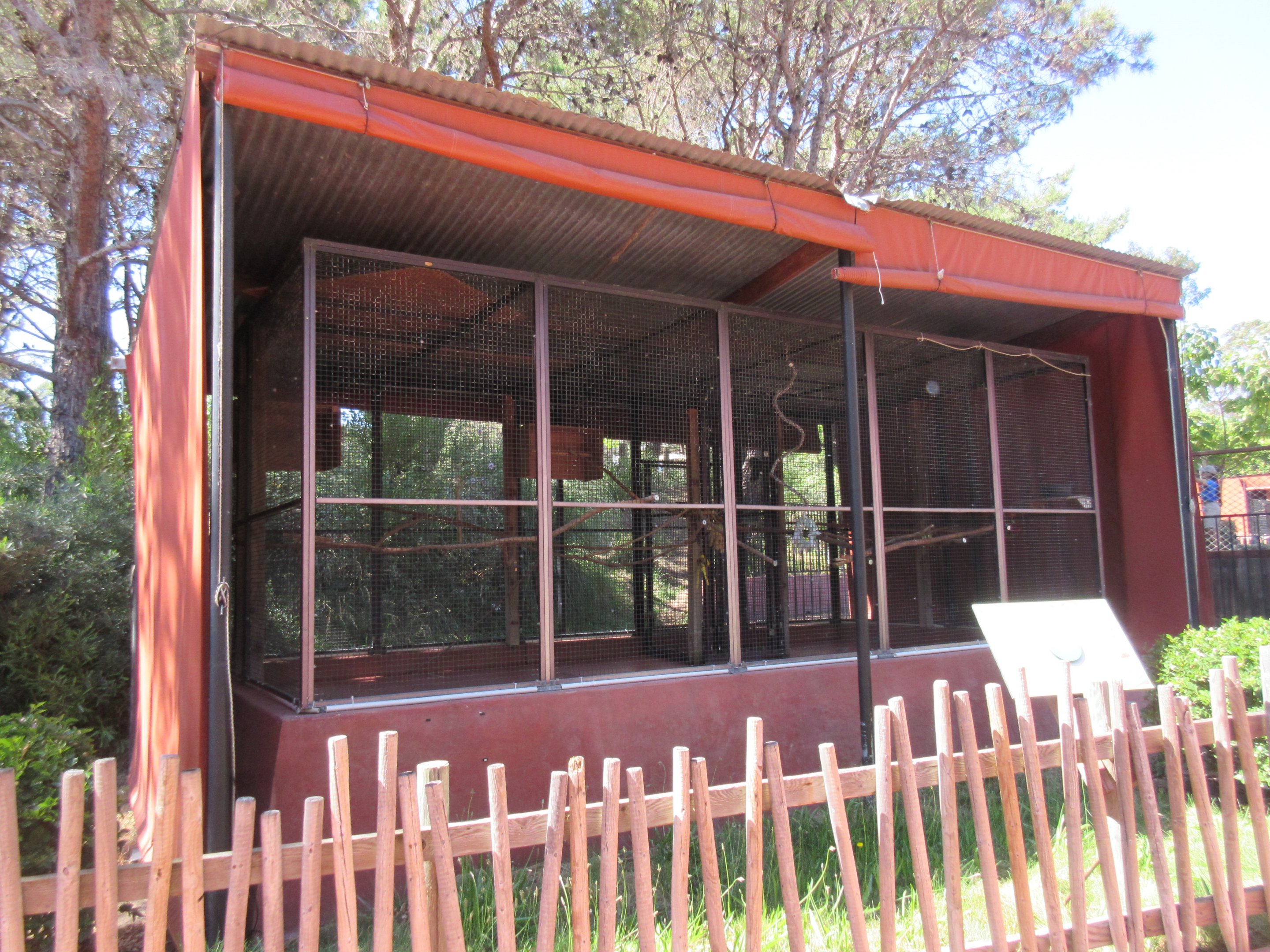 Orange-Winged Amazon Parrot Exhibit