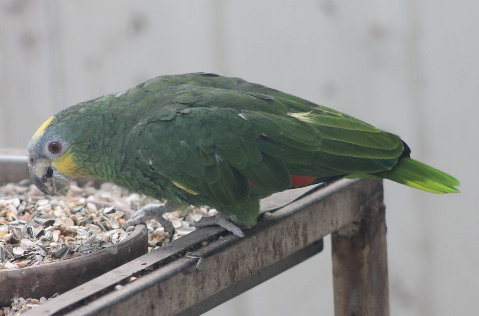 orange-winged amazon parrot
