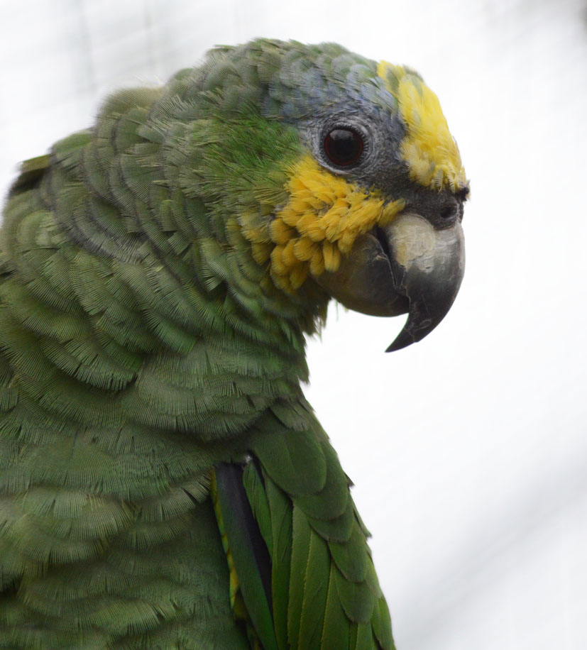 ORANGE-WINGED AMAZON PARROT