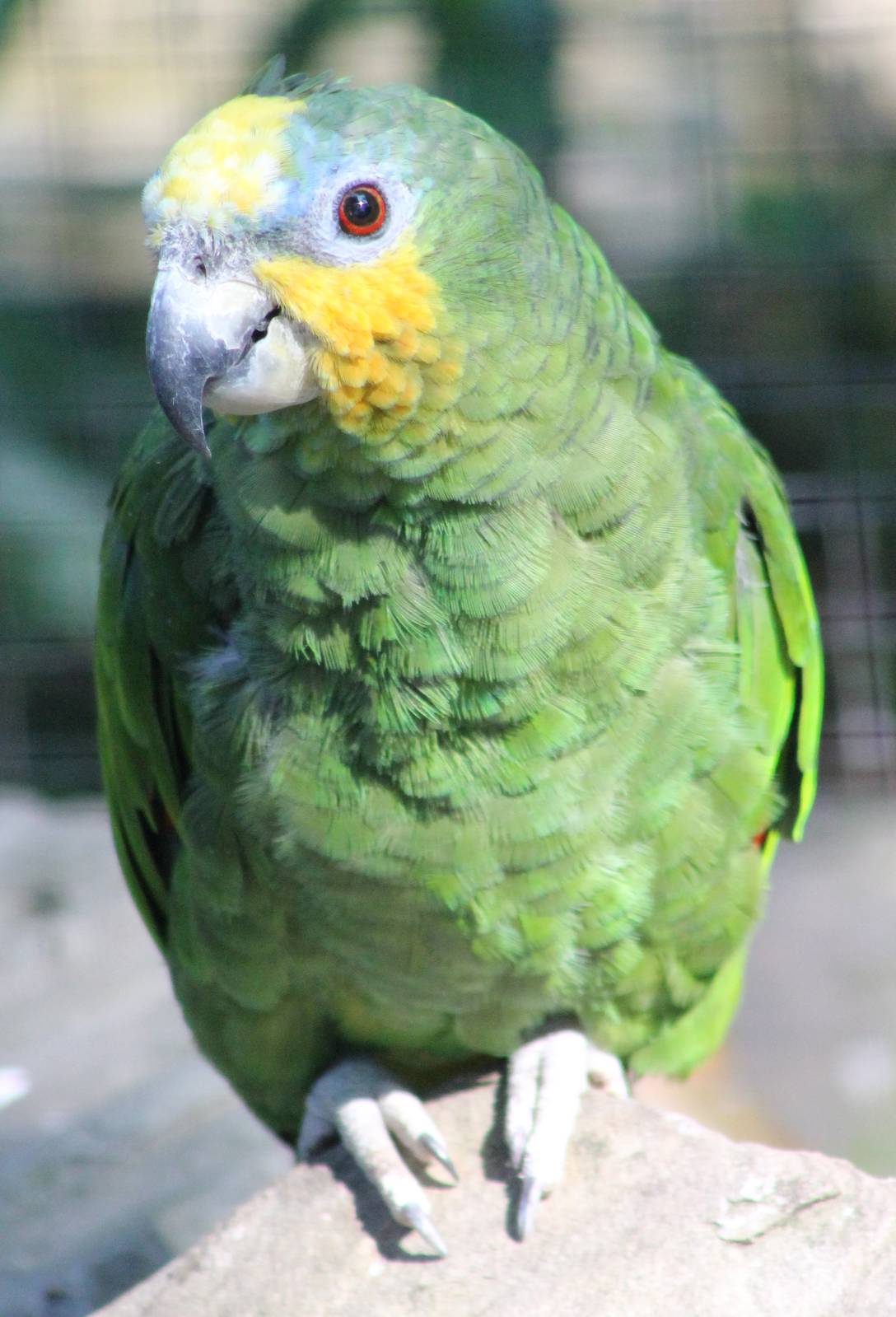 Orange-winged amazon parrot