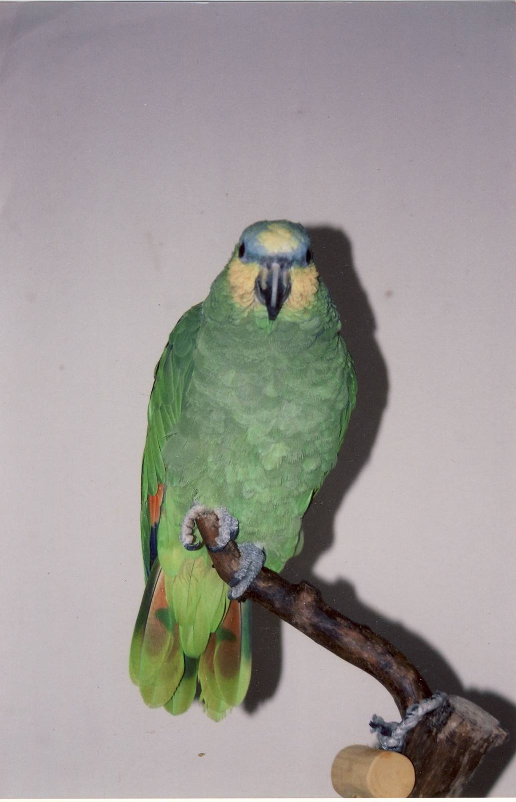 Orange-winged Amazon Parrot
