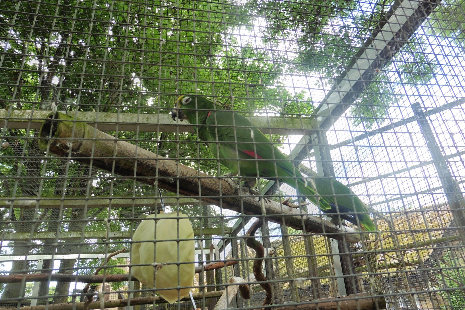 Orange-winged Amazon parrot