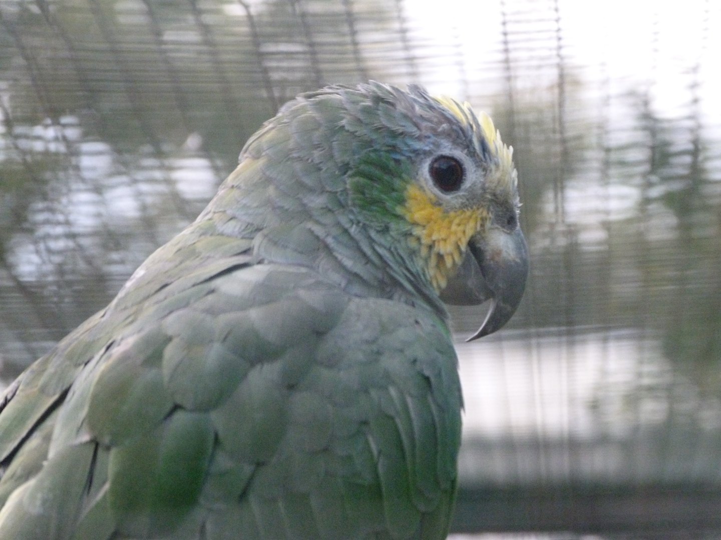 Orange-winged amazon -Zoo de Santillana del Mar (2024)
