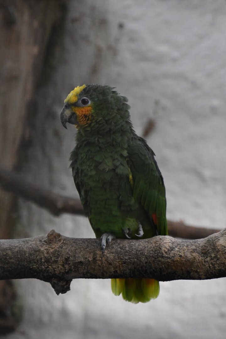 Orange-winged Amazon (Zoo Lourosa)