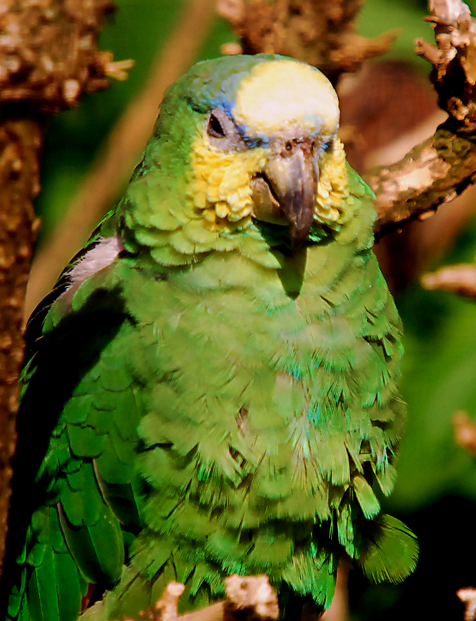 ORANGE WINGED AMAZON