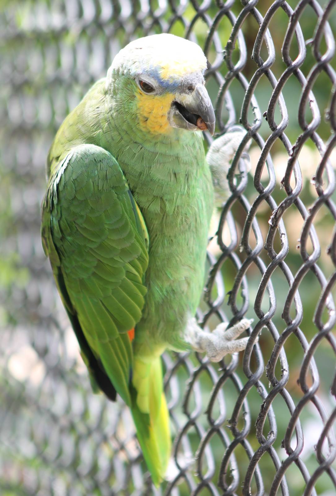 Orange-winged amazon