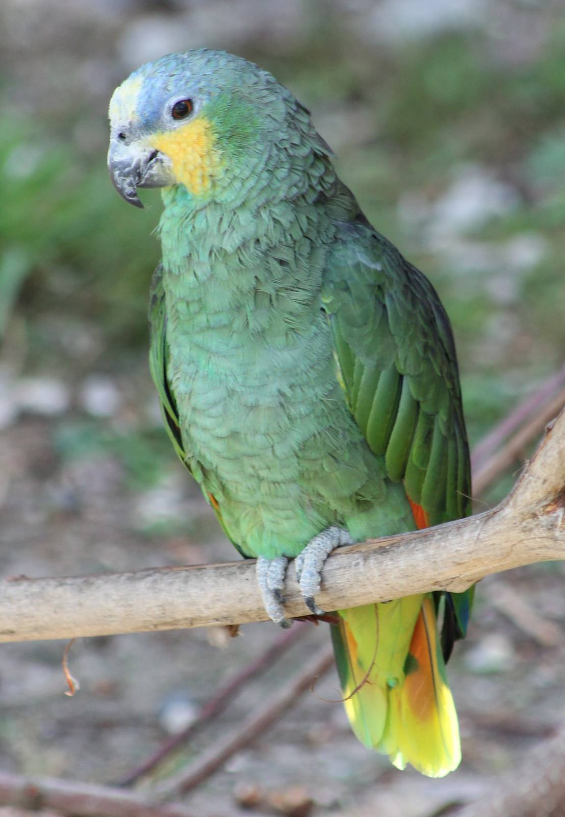 Orange-winged amazon