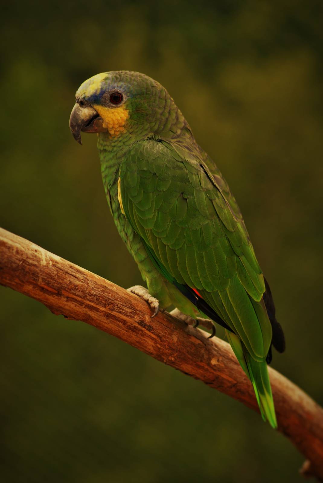 Orange-winged amazon